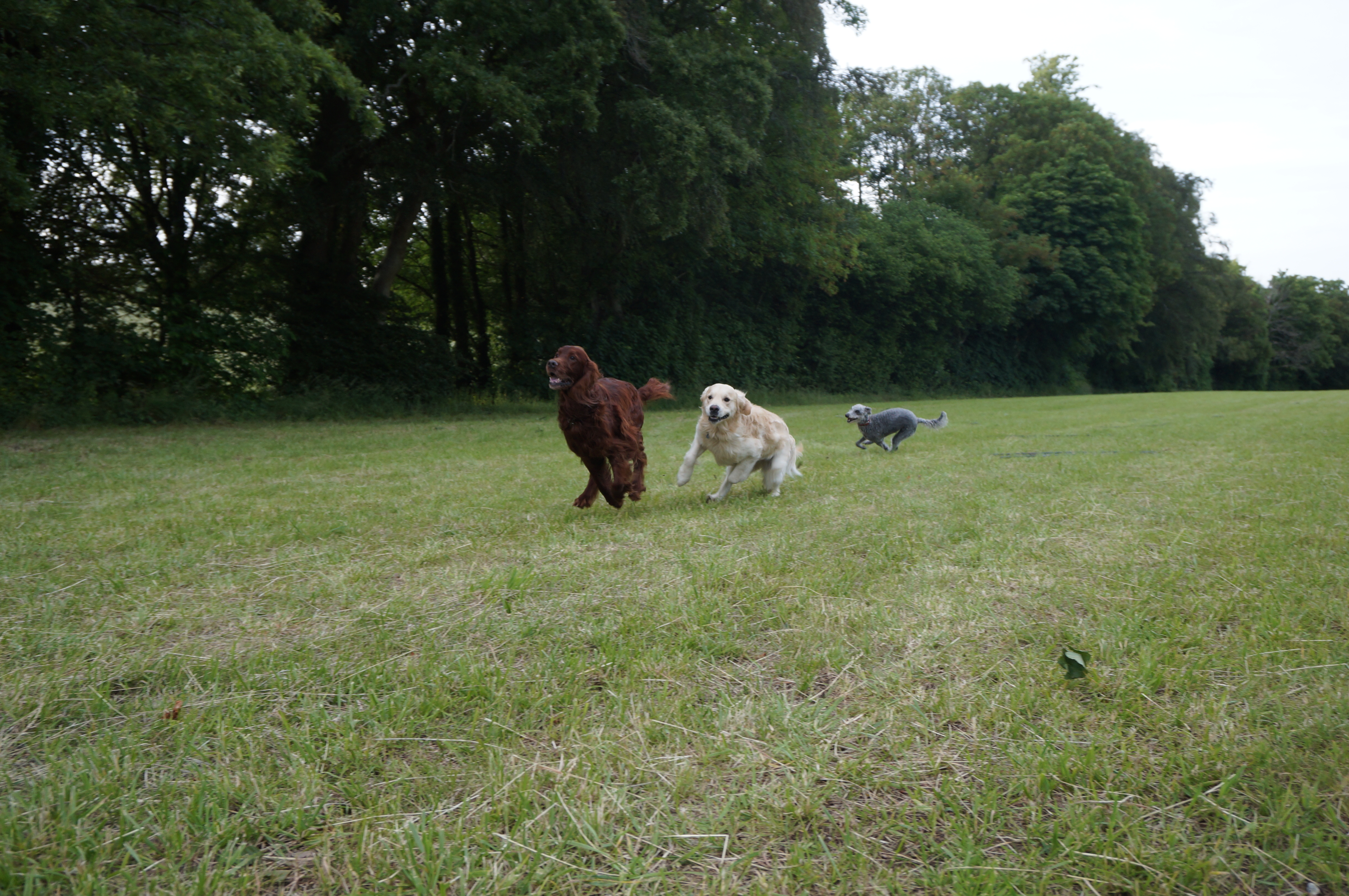 Dogs running in the field