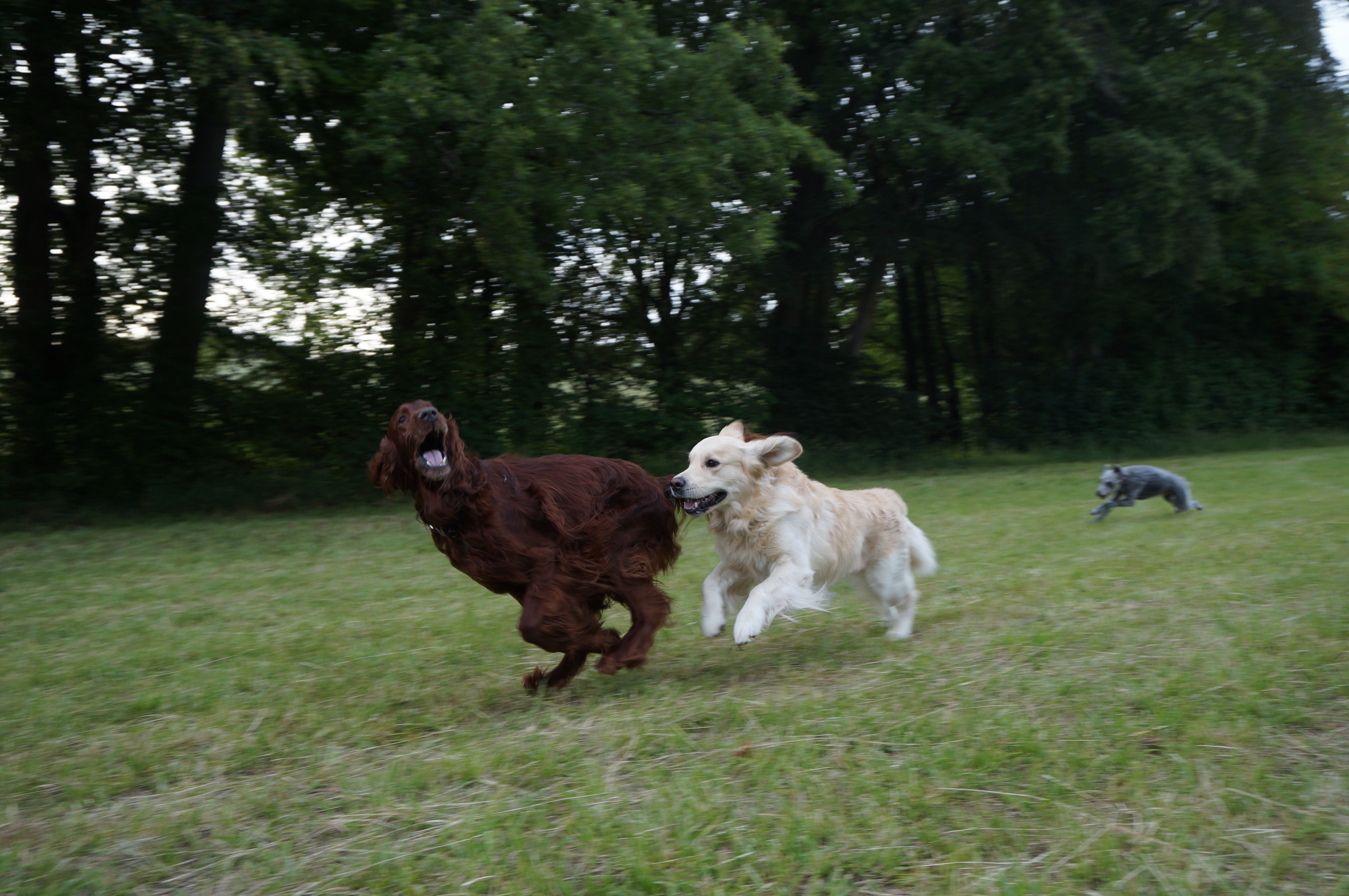 Dogs running