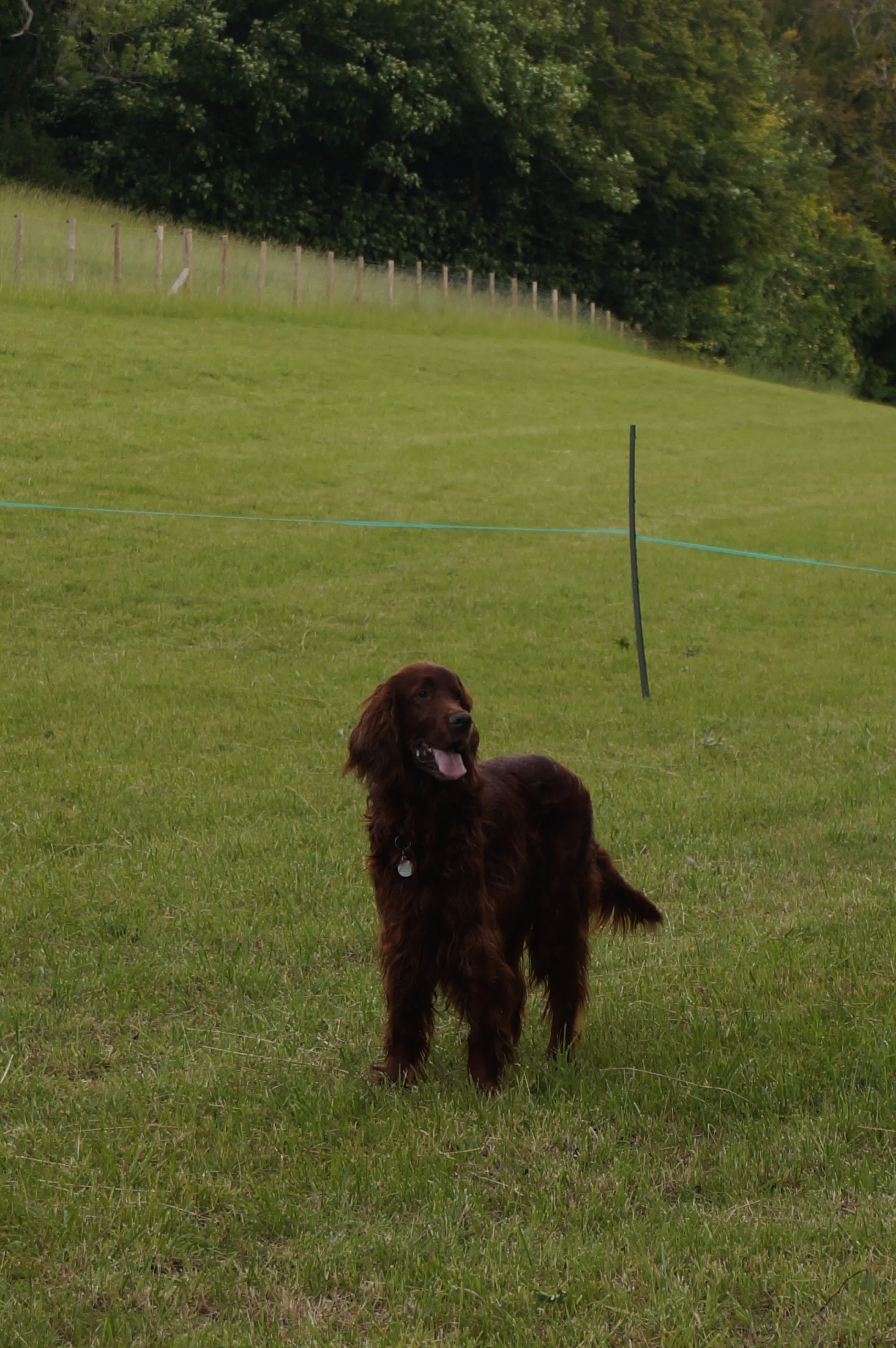 Irish setter in the field