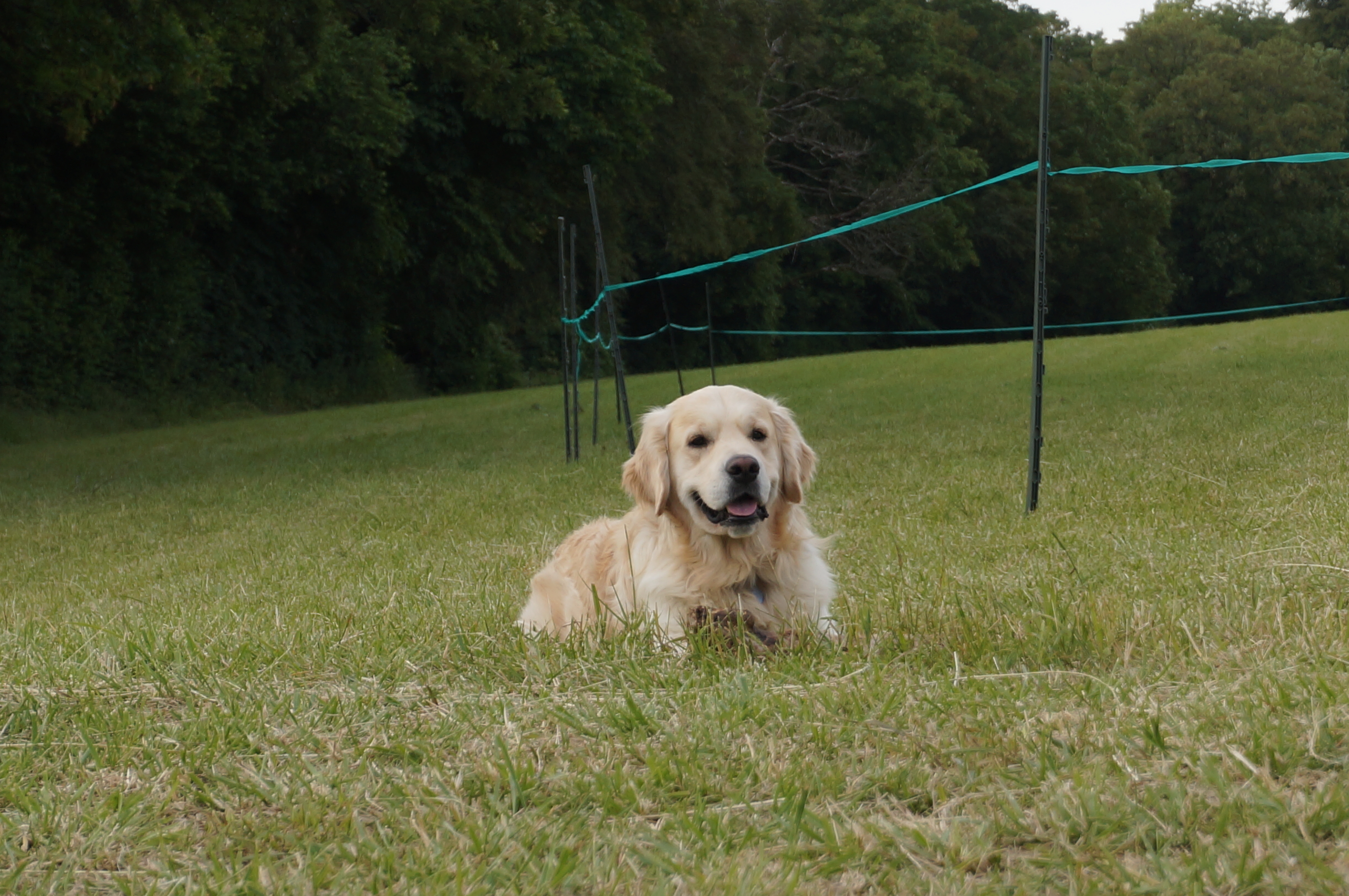 Golden retriever in the field