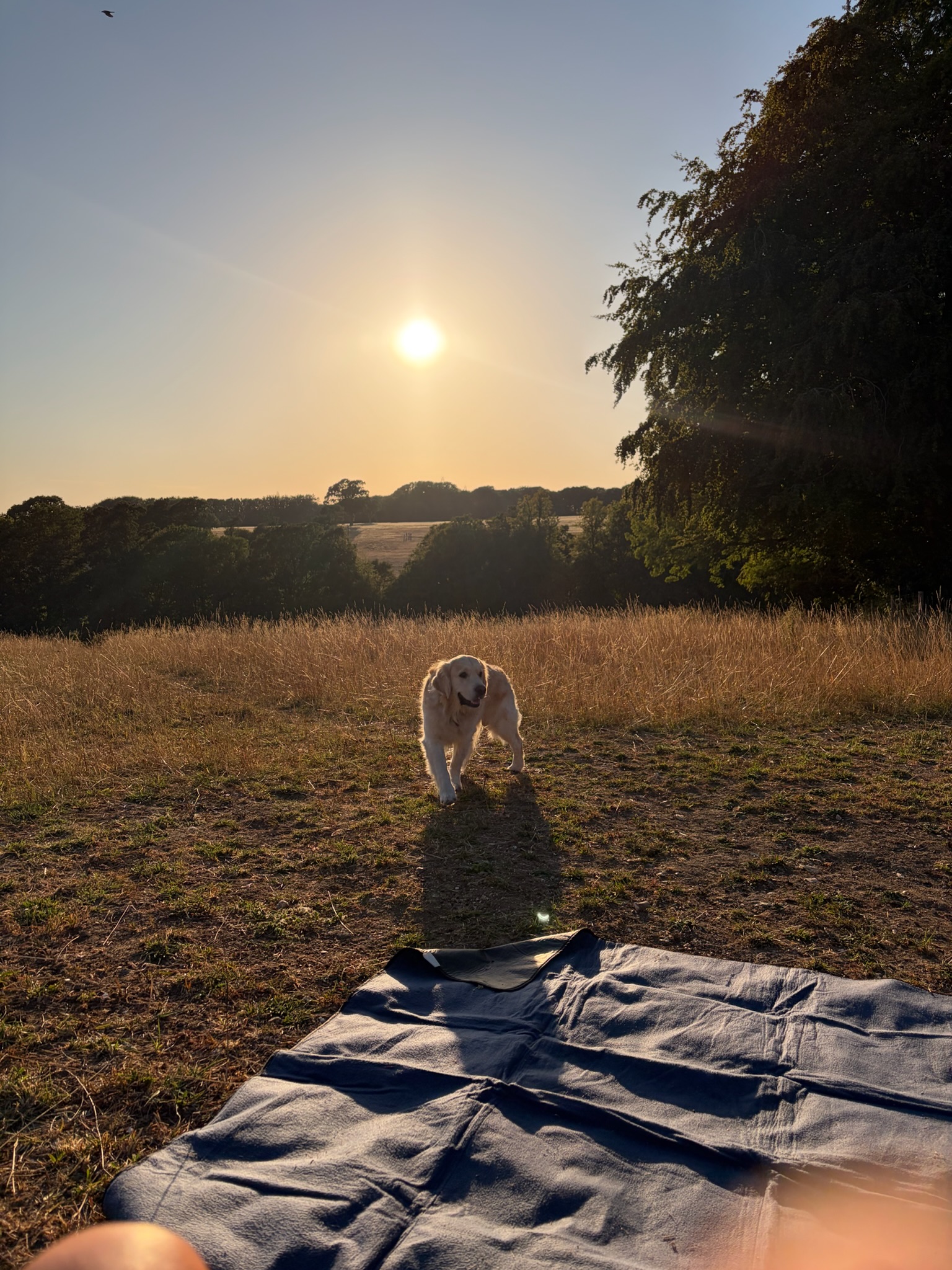 Paw Paradise Lovedean field