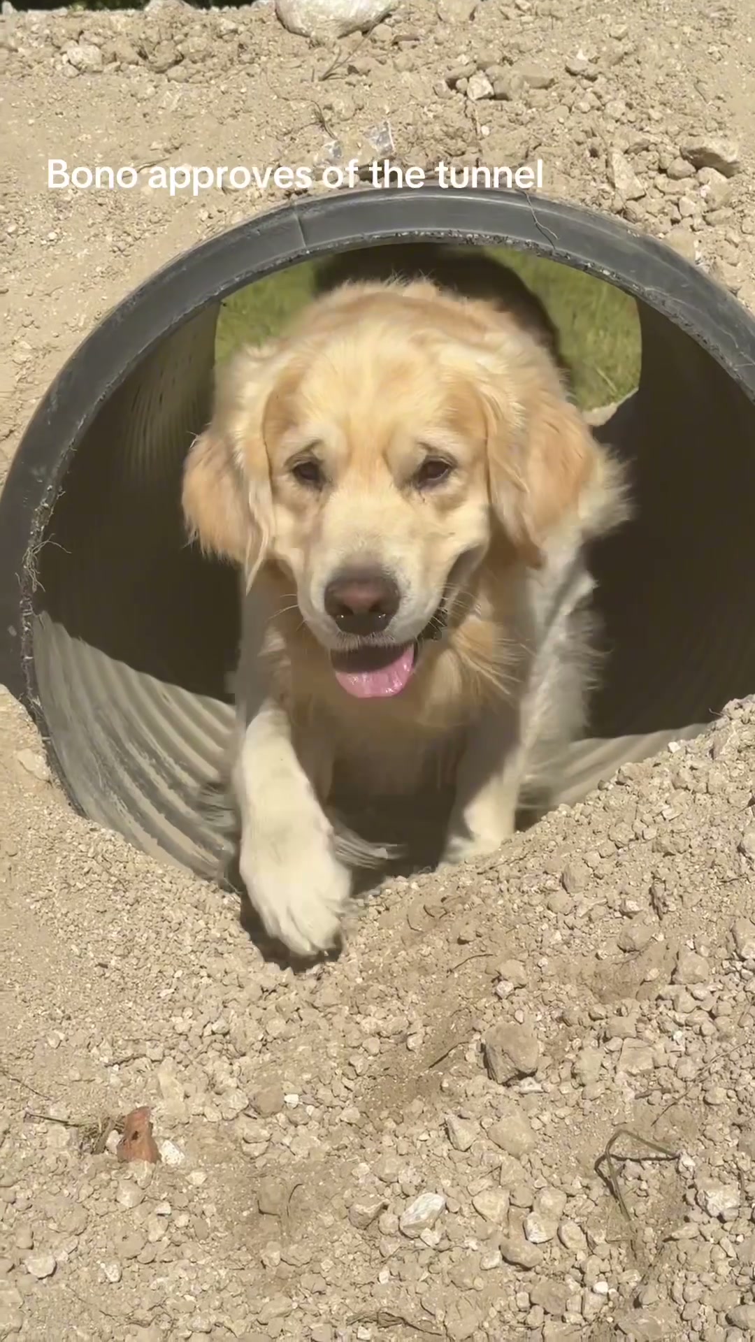 Bono approves of the tunnel