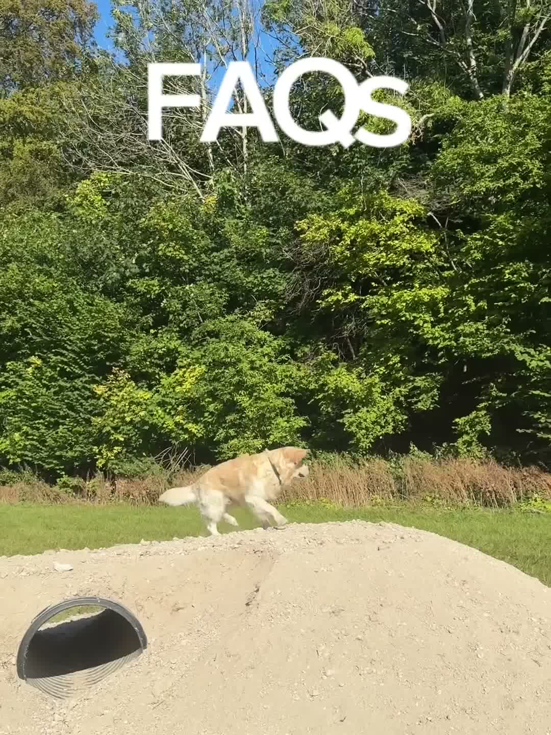 Paw Paradise FAQ video